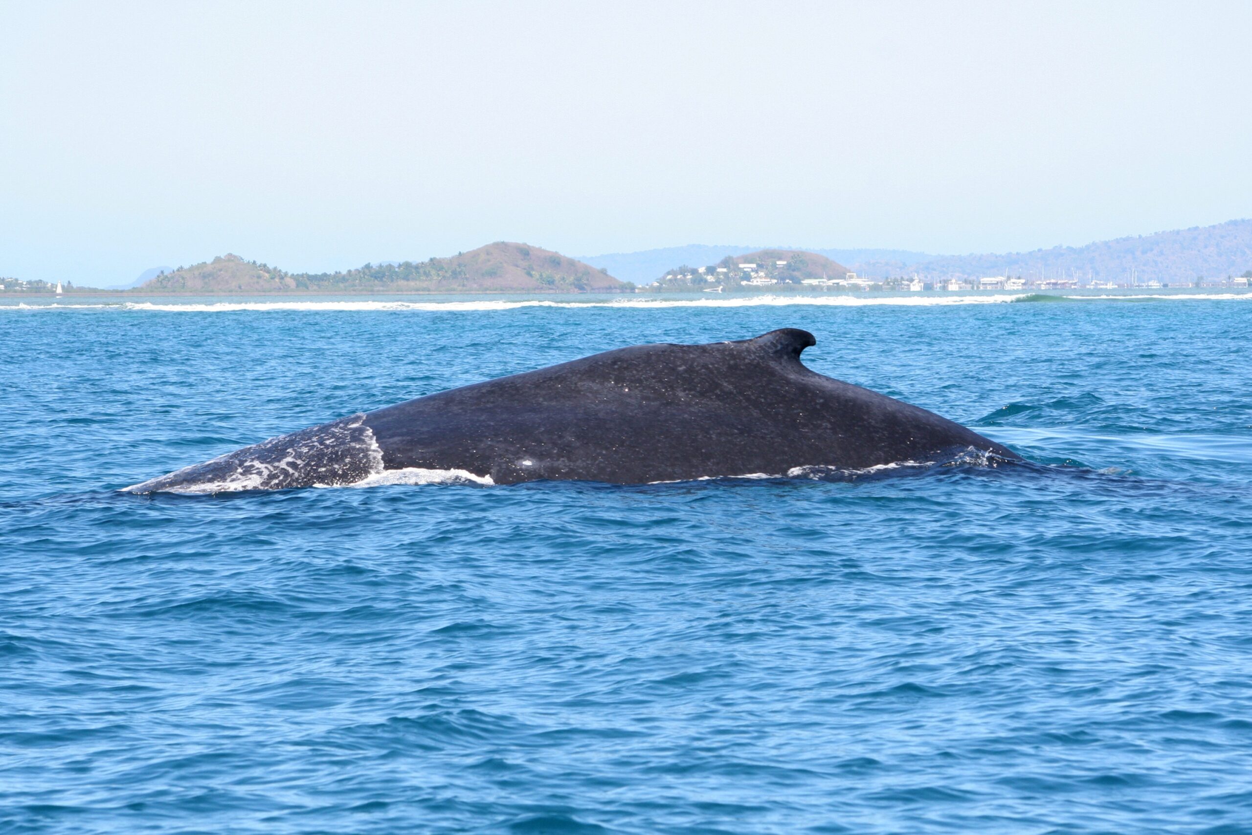 Elles sont enfin arrivées
