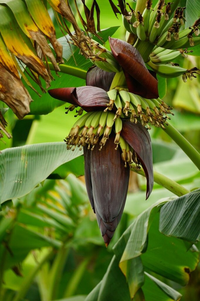 banana plant 8712877 1280