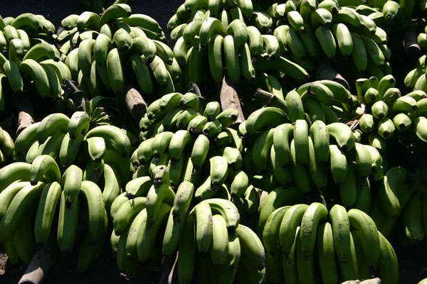 Premières aides pour l’installation des jeunes agriculteurs de Mayotte