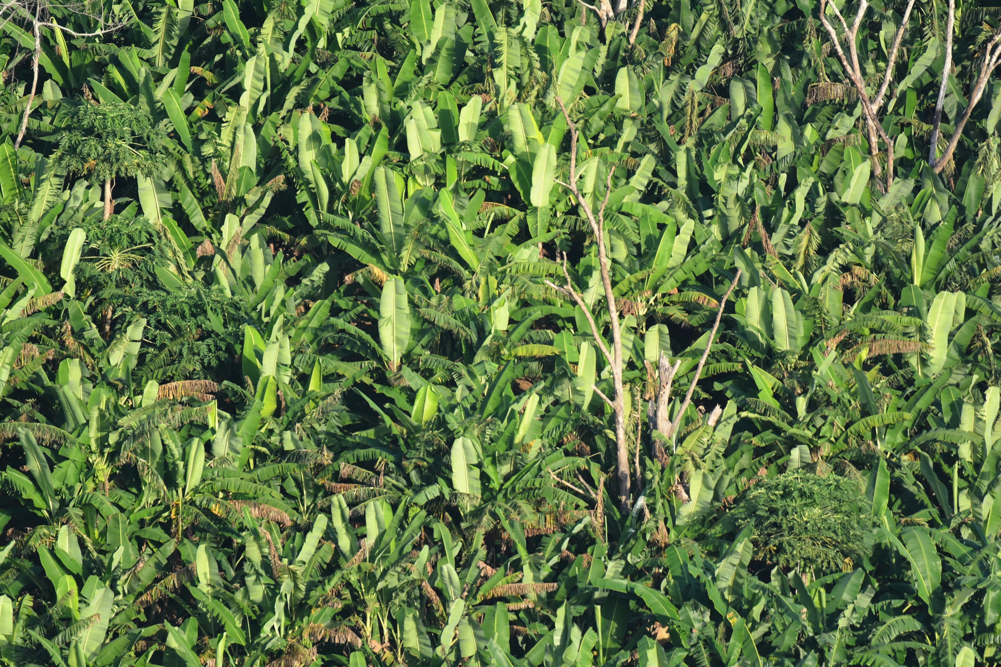 Opération de desctruction de cultures implantées illégalement à Mamoudzou