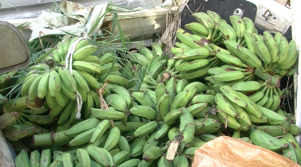 Après de multiple vols il s’est rendu compte que les malfrats squattaient chez lui