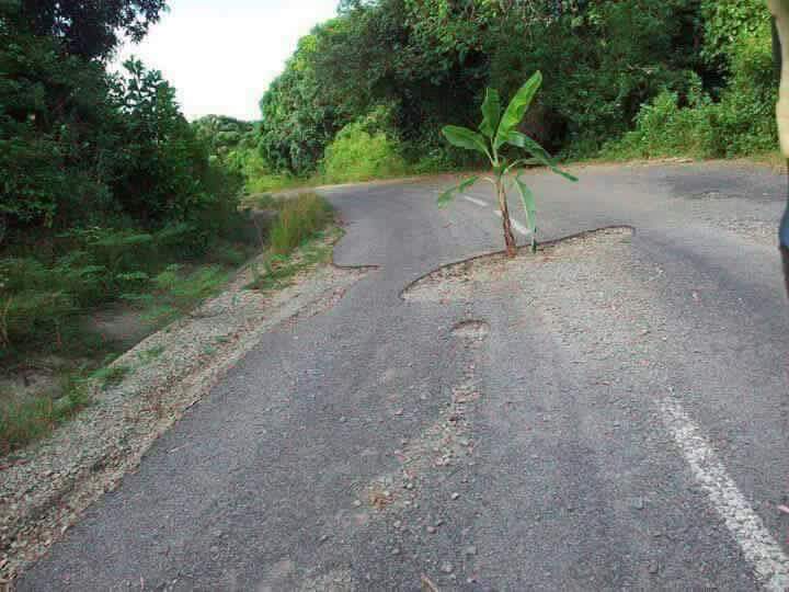 Photo du jour : les bananiers poussent dans les ornières