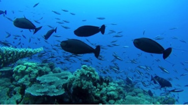 Nouvelles campagnes scientifiques du Xe Fonds Européen du Développement