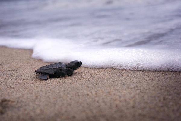 Comment observer une émergence de tortues marines ?