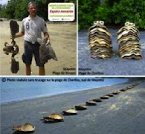 Des dizaines de tortues braconnées sur les plages de Bouéni et Charifou