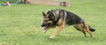 Création d’une brigade canine à Mayotte