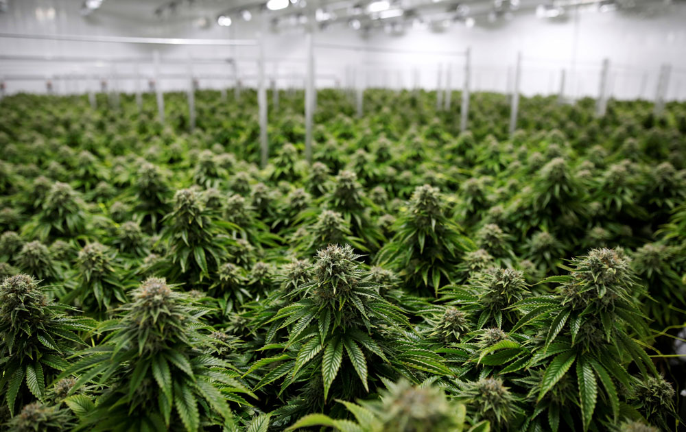 Un trafic de stupéfiants démantelé le 30 mars