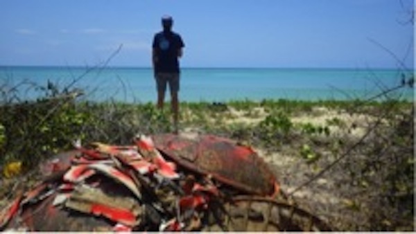 Braconnage : le massacre des tortues continue