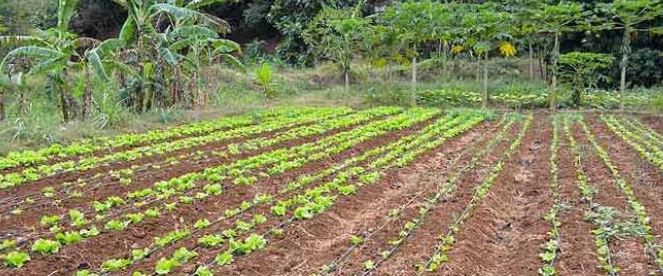 La DAAF de Mayotte suspend la création d’identifiants PACAGE