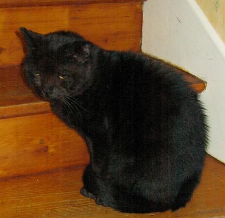 Alerte au typhus sur le département