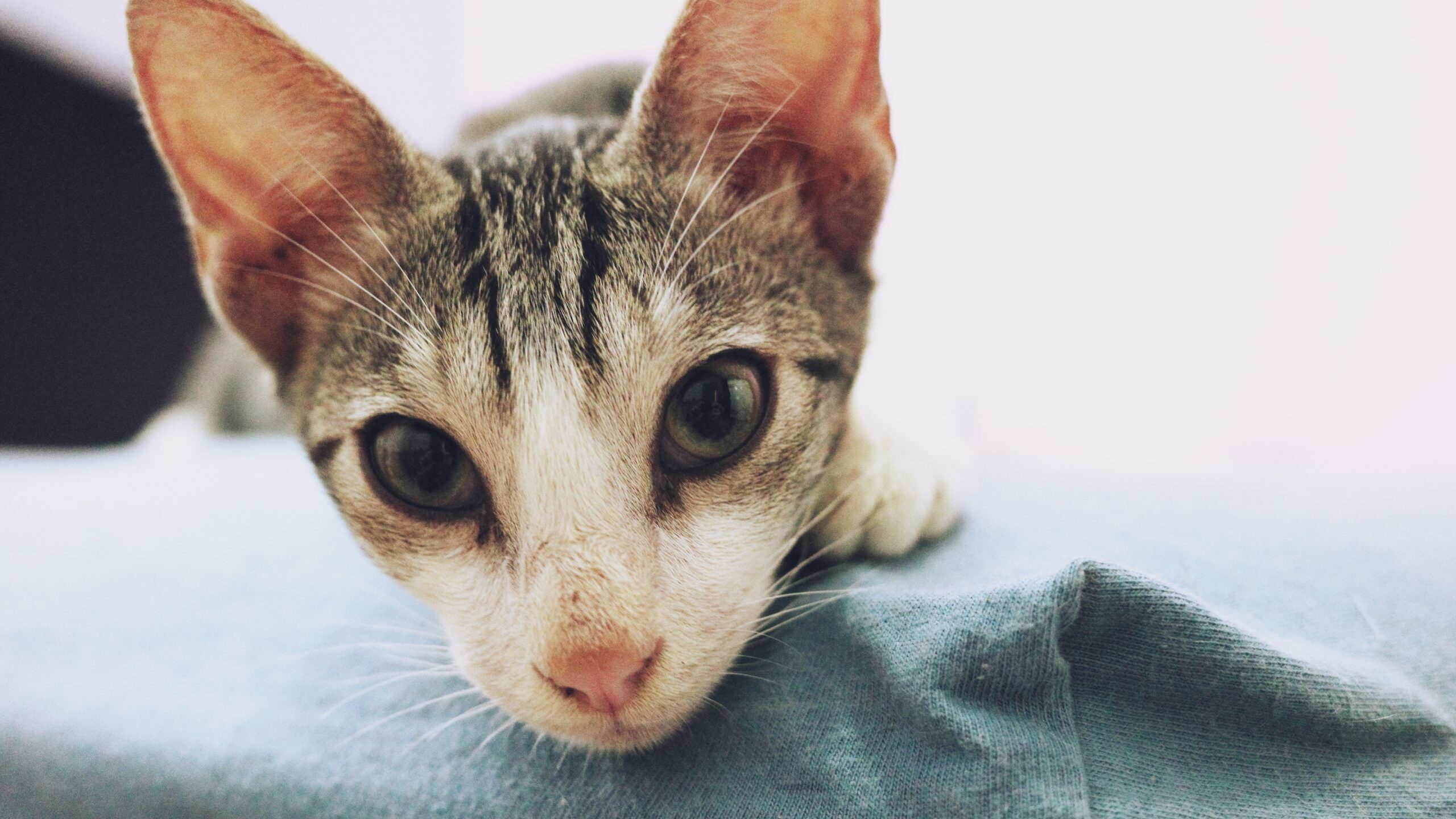 Abandonner son animal, un acte puni par la loi