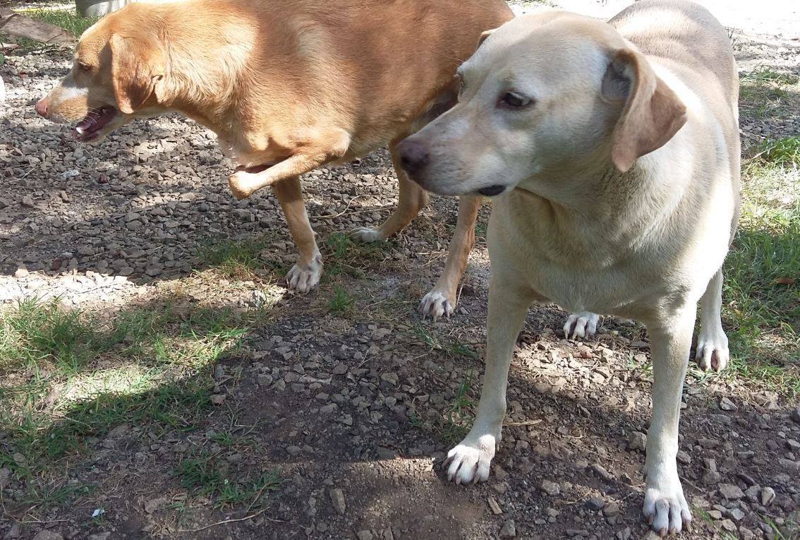 Abandon de chiens : Gueule d’Amour a la rage