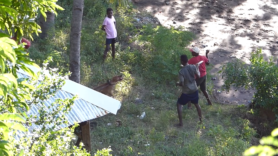 Un chien torturé (vidéo)