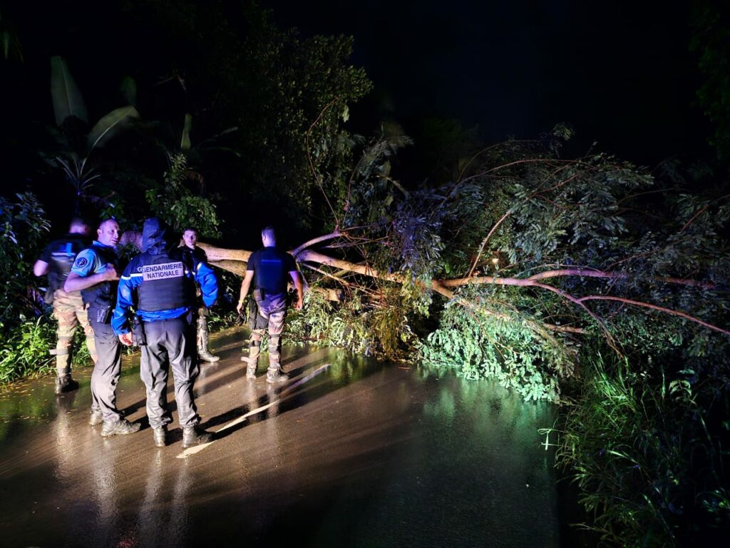 chute arbre bandrandzya entre mtsangamouji et dzoumougne