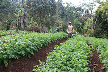 Un clandestin cultive un champ sans autorisation