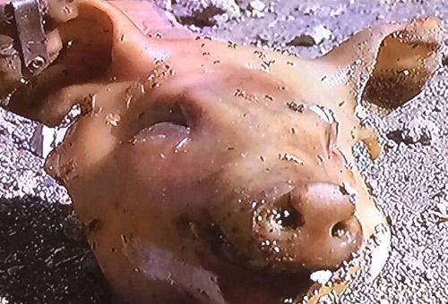 Justice : affaire Tête de cochon renvoyée