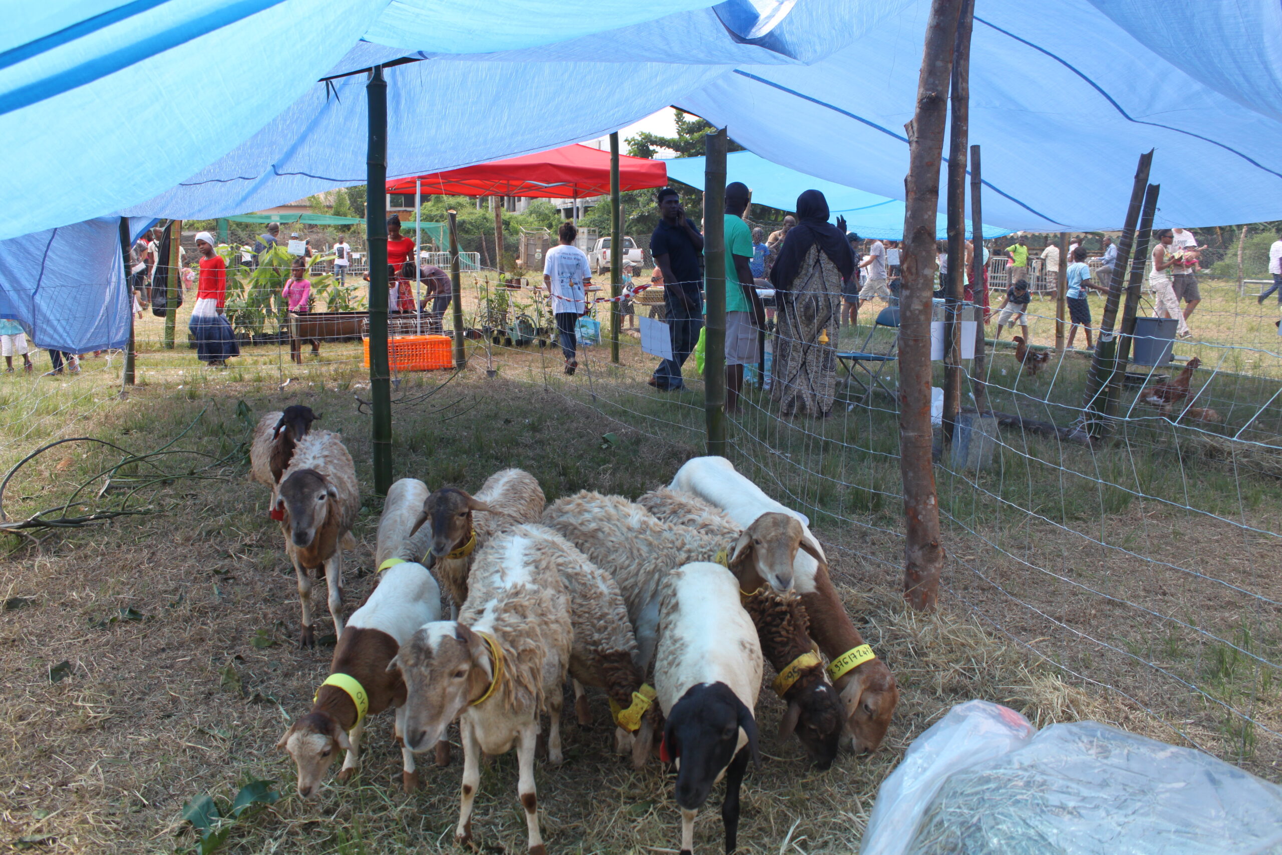 Une fête des éleveurs plutôt réussie