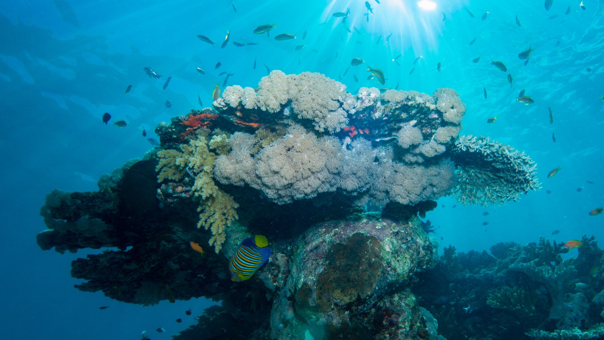 Le cyclone Chido fragilise les écosystèmes marins