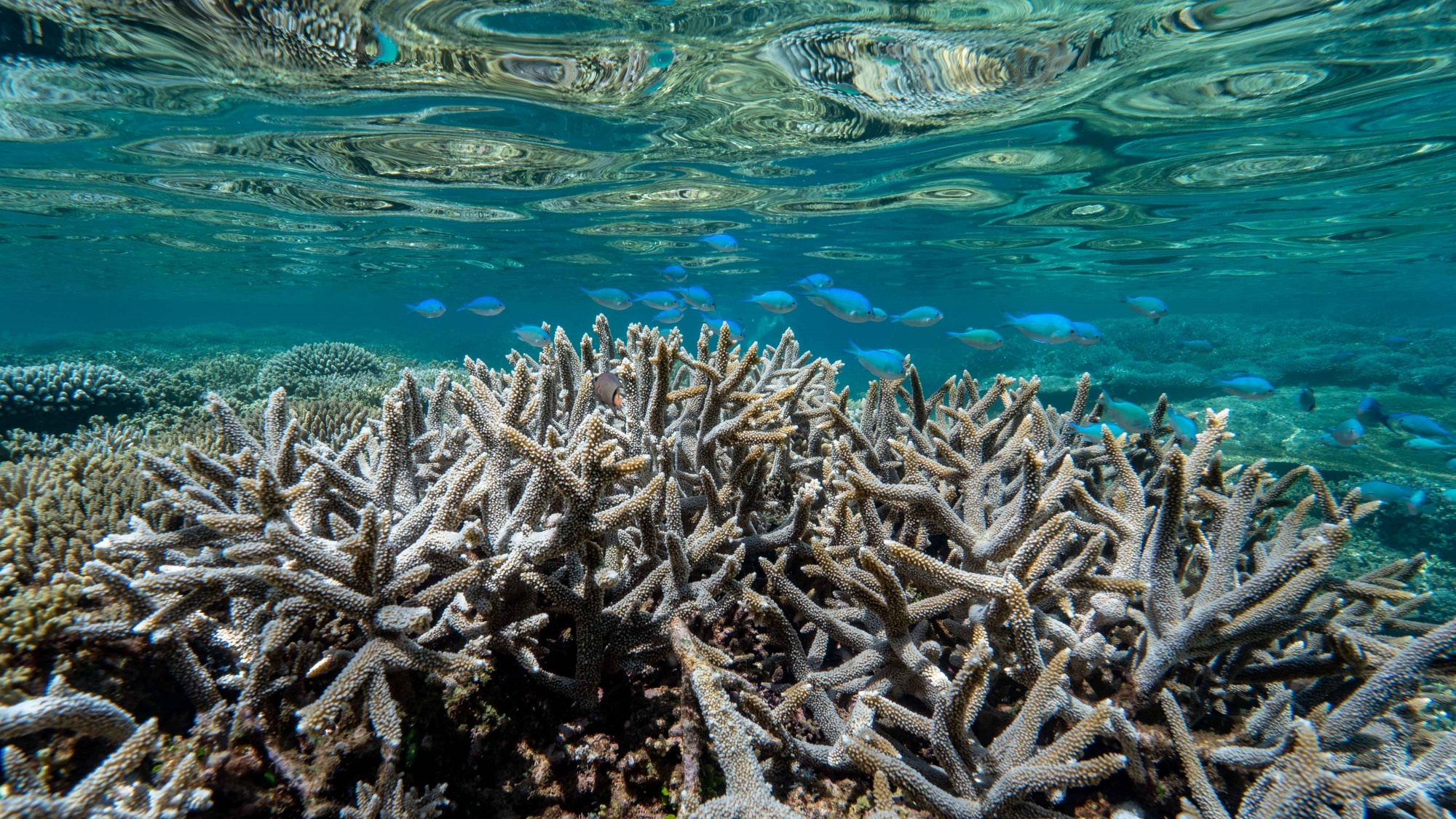 Le 26ème festival de l’image sous-marine se déroulera du 27 au 31 mai 2020