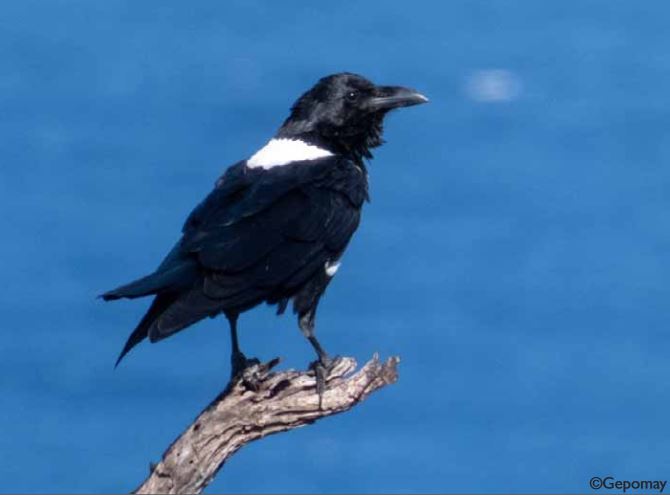 La protection des volatiles à Mayotte entre considérations environnementales et sécurité de la vie humaine