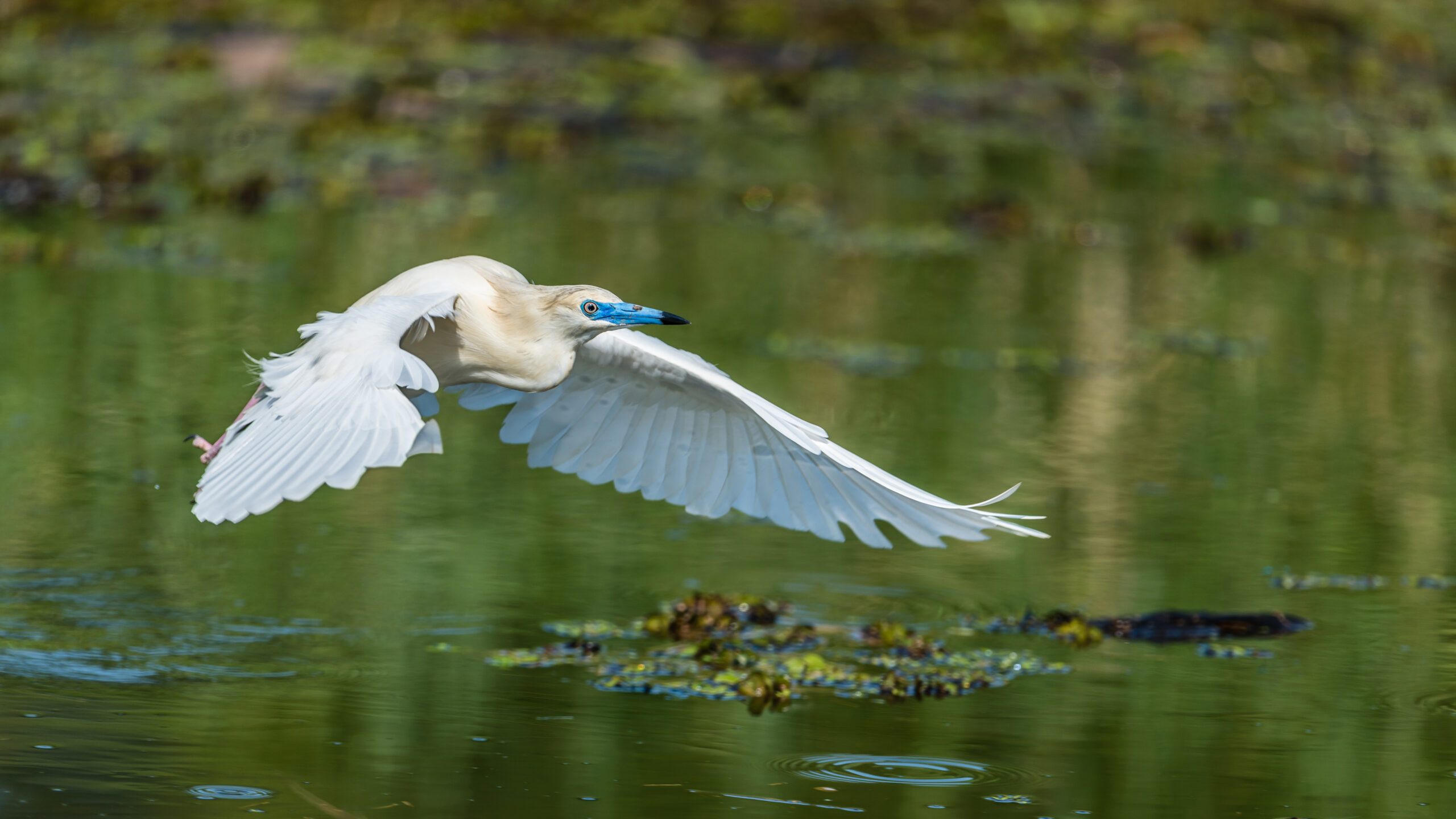 Reconnaître le chant des oiseaux depuis chez soi