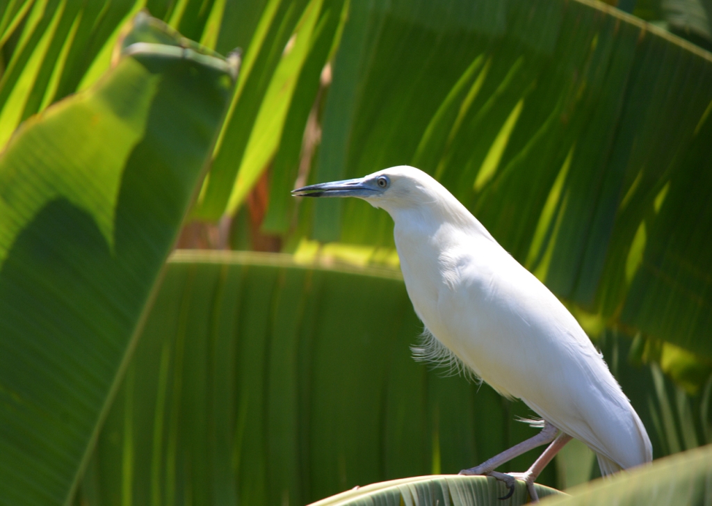 Un an de suivi intensif pour les oiseaux de l’île