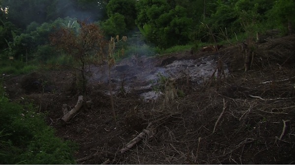 La culture sur brûlis : un fléau pour l’environnement (vidéo)