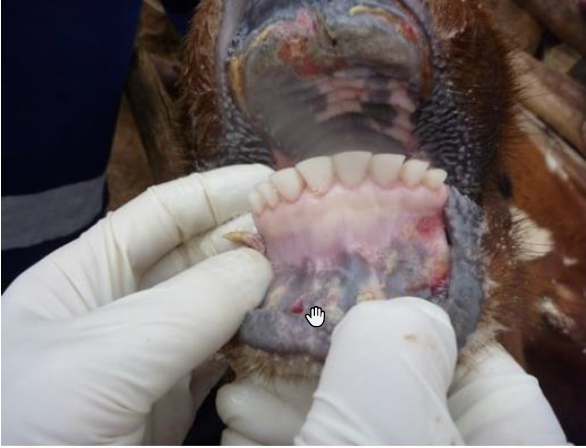 Risque d’introduction de la fièvre aphteuse à Mayotte 