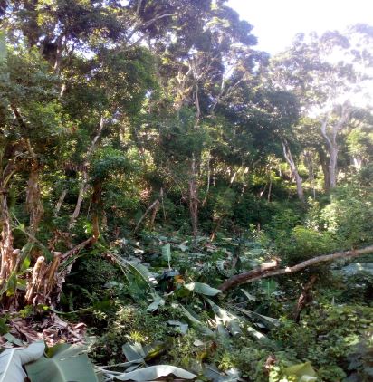 La lutte contre l’agriculture illégale s’intensifie