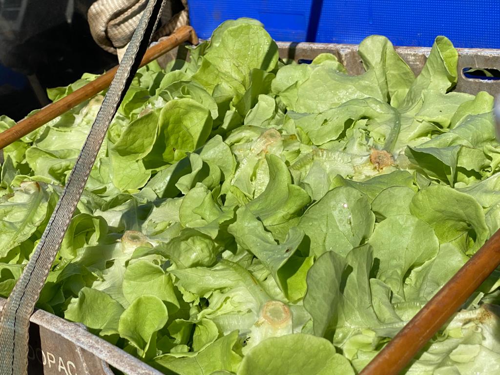 Solidarité Agricole : Le Syndicat Agriculteurs responsables Rejoint le Mouvement des Forces Vives de Mayotte