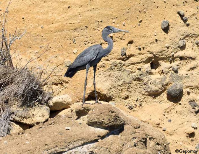Le héron de Humblot, une espèce endémique de Madagascar dangereusement menacée