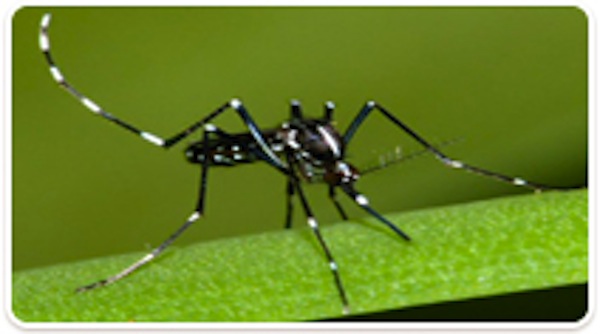 Un cas de Zika importé à la Réunion