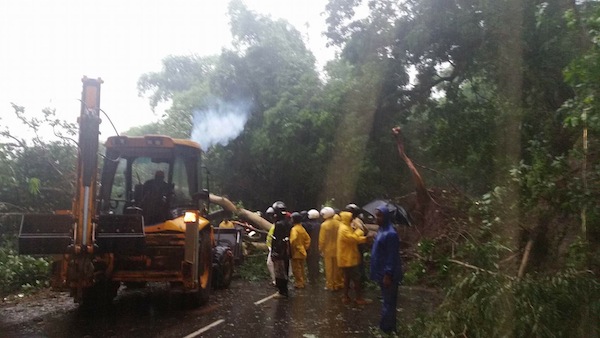 Circulation alternée à Ironi Be suite à une chute d’arbre