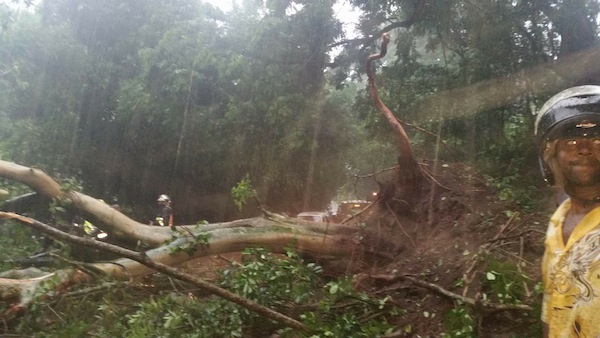 Arbres sur la chaussée : une déviation mise en place à Passamainty