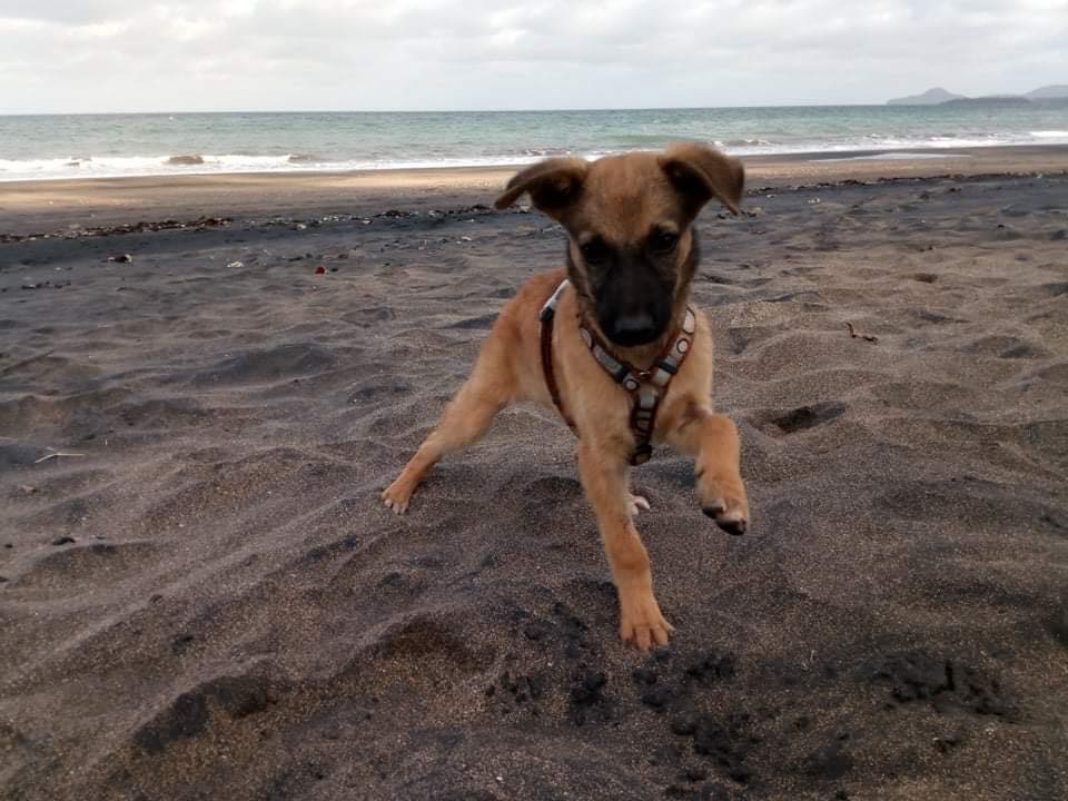 Tyler Biasini : “Les délinquants ne sont jamais loin des meutes de chiens”