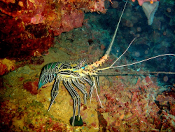 Interdiction de pêche et de commercialisation des crustacés