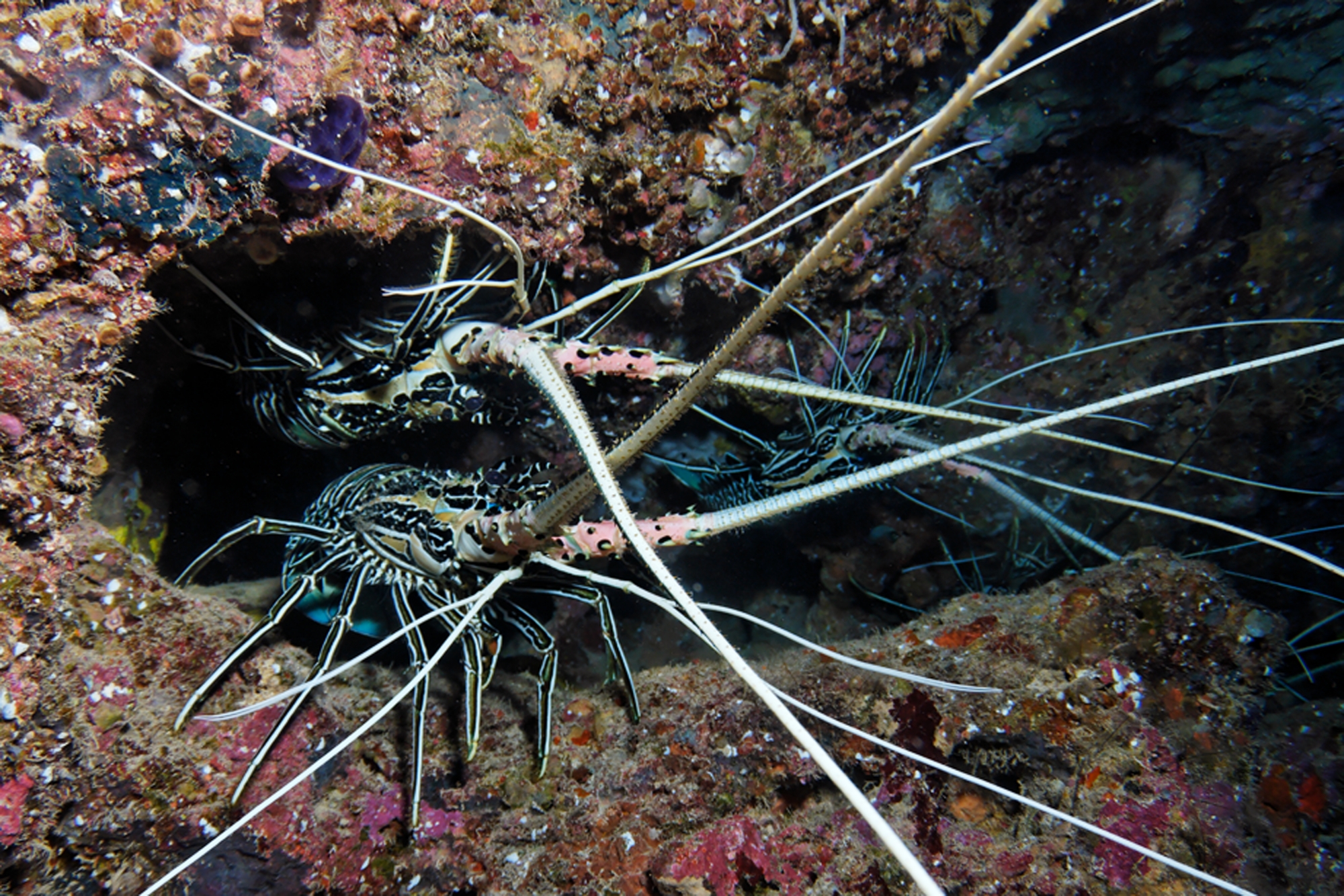 La période d’interdiction de pêche des langoustes et autres crustacés est entrée en vigueur