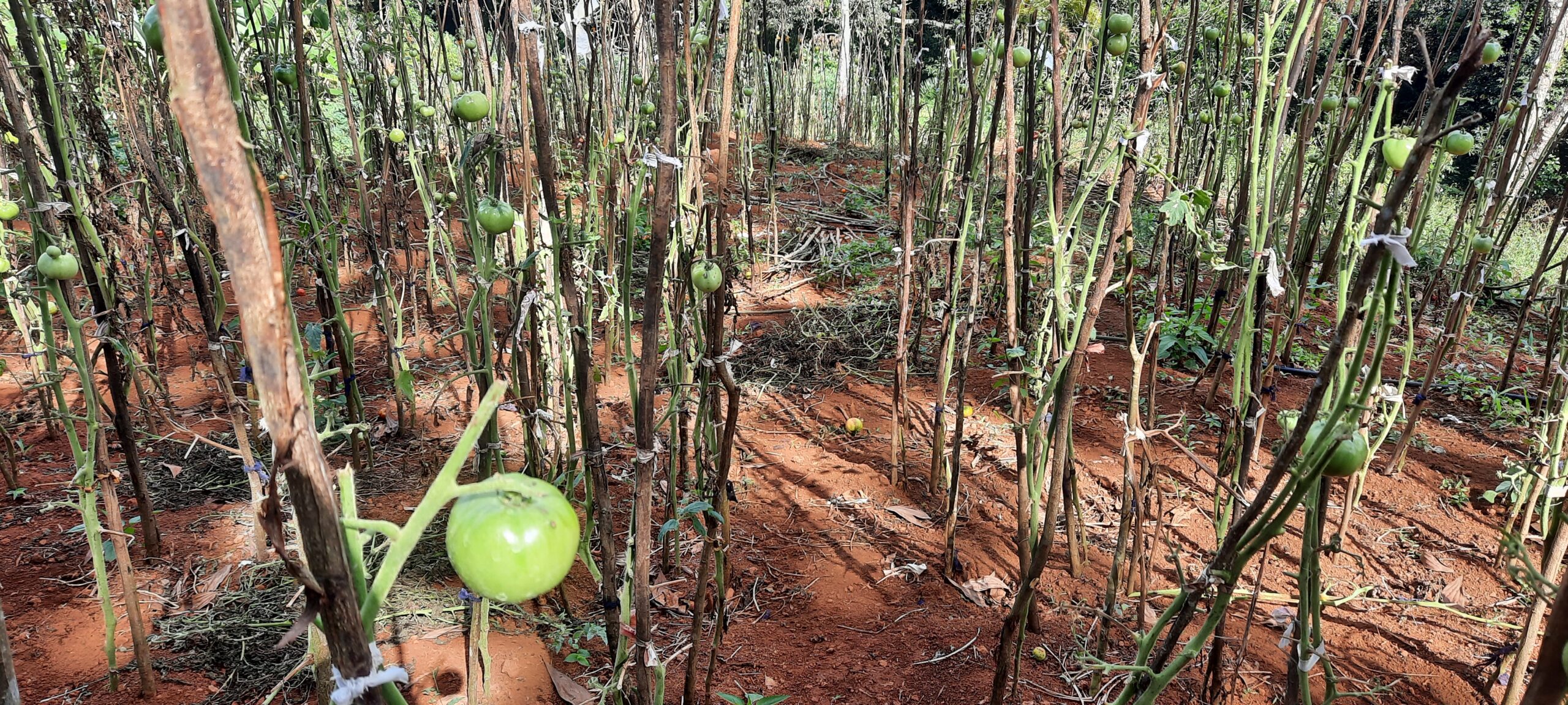 La reconquête de la forêt de Majimbini se poursuit