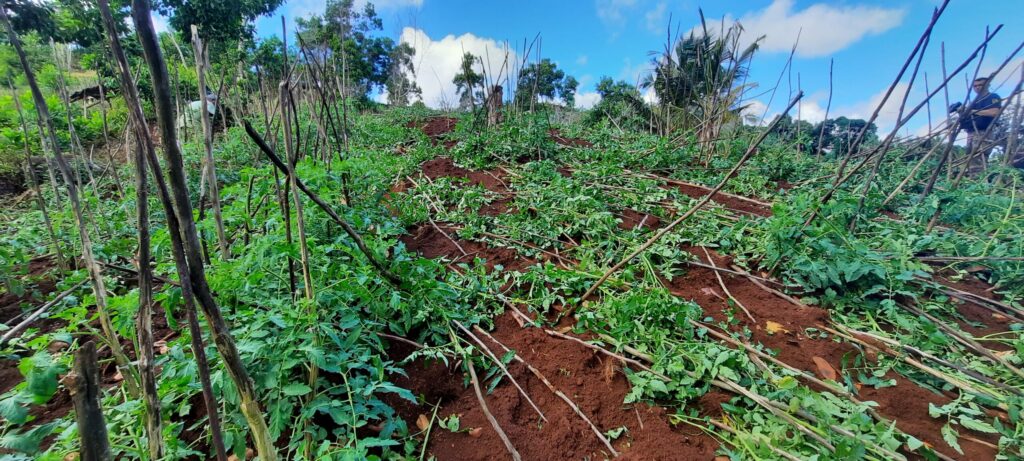 majimbini deforestation agriculture illegale 8 scaled 1