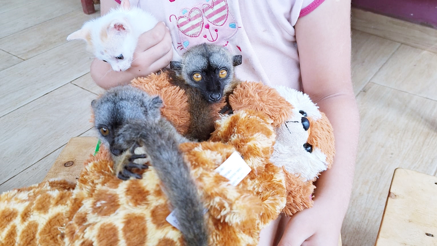 Les makis vont-ils disparaître de Mayotte ?