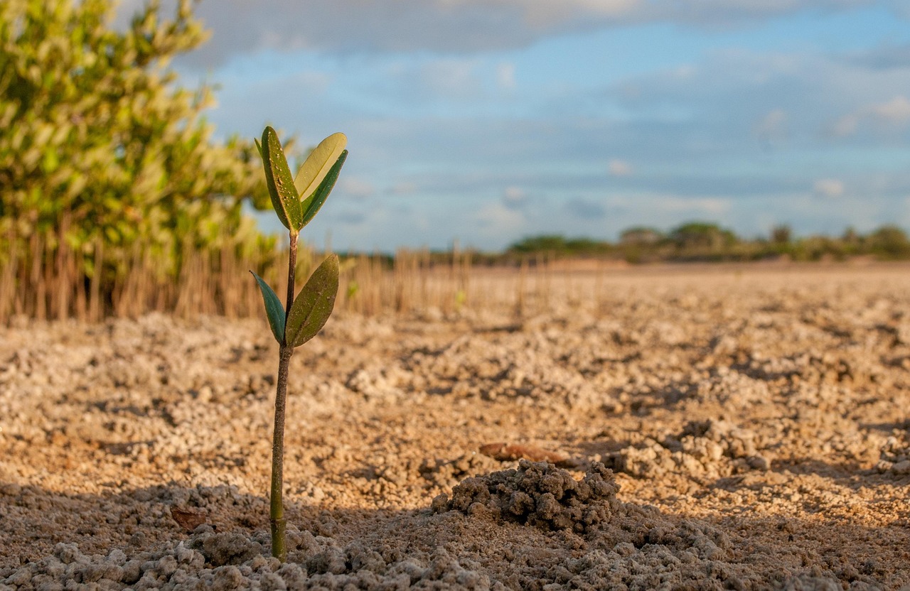 La résilience des mangroves après Chido