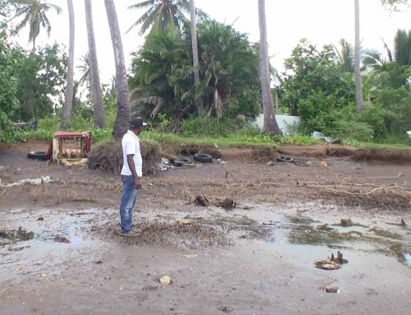 Les mangroves, un écosystème en danger