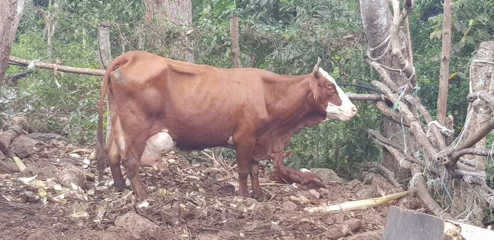 L’aide des minimis agricoles va supporter les éleveurs de bovins de Mayotte