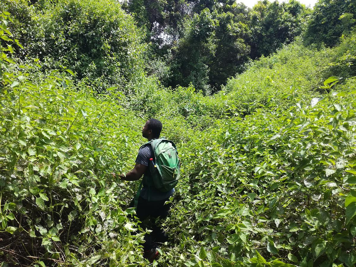 La startup mahoraise de biotechnologie « MayBiotech » lance un projet pour la valorisation économique des espèces végétales envahissantes de Mayotte !