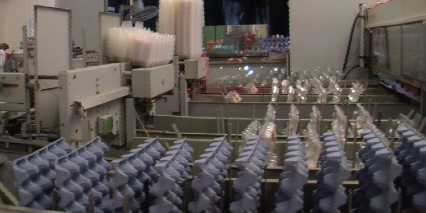 Pénurie d’oeufs à Mayotte ?