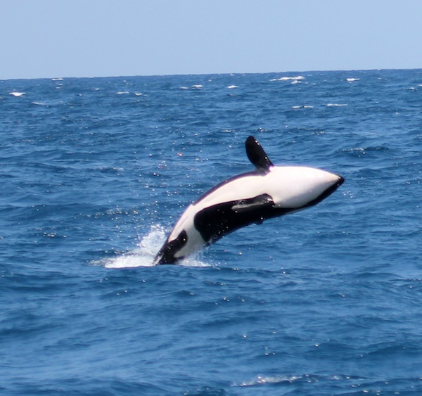 Un spectacle rare et magique