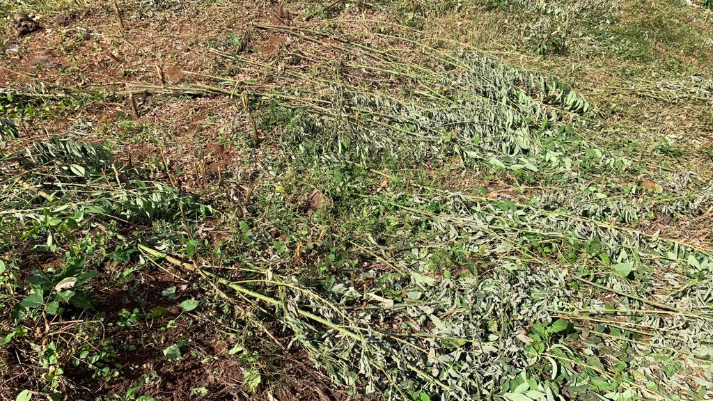 Un fauchage qui ne fait pas que des heureux