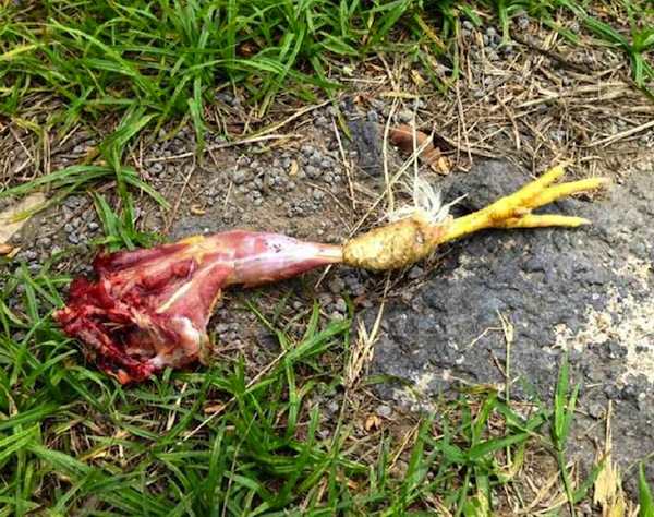 Un sort pour faire taire Zaïdani ?