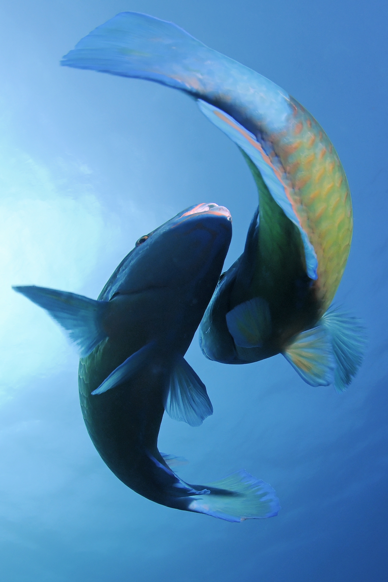 Marc Allaria primé à Hyères et notre lagon mis en valeur