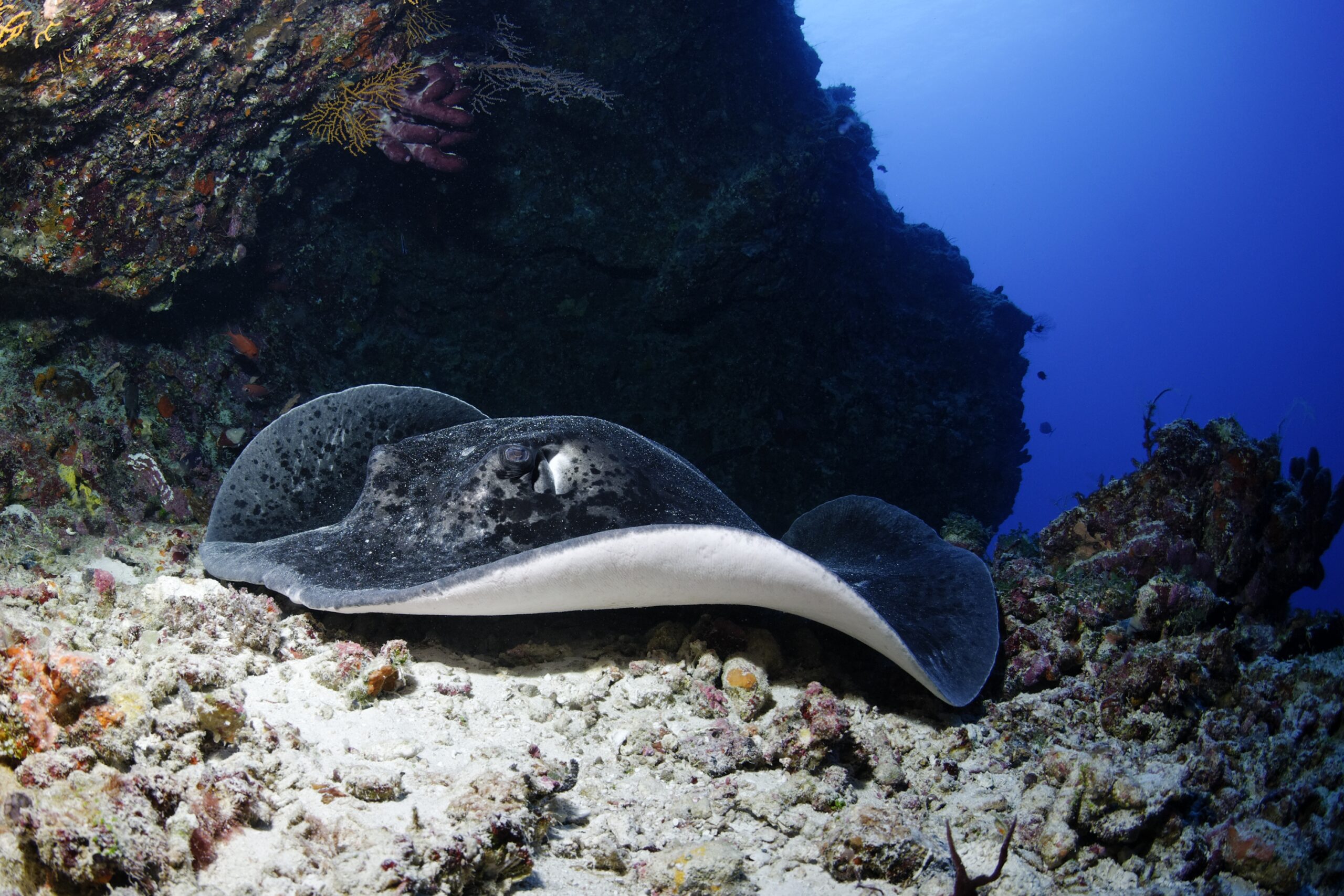Photo du jour : la raie pastenague